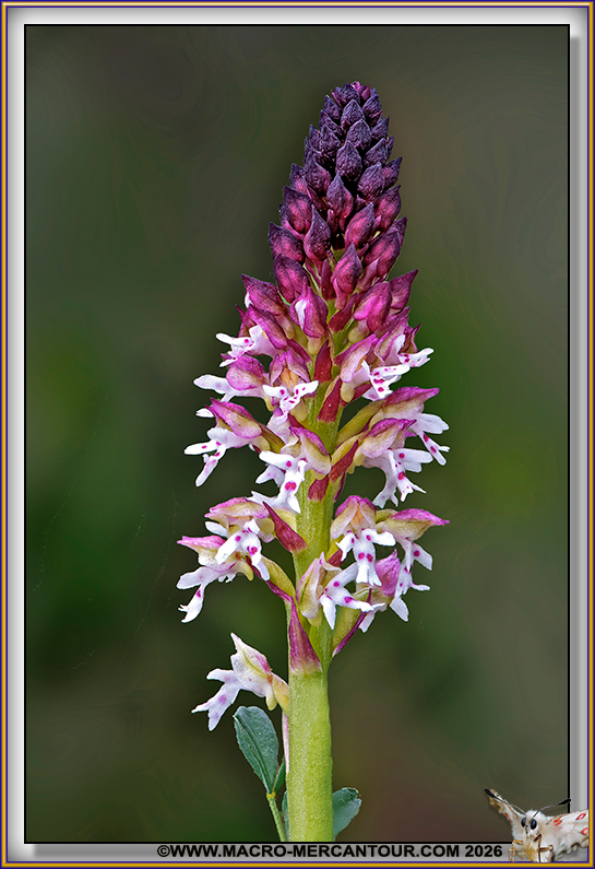 Orchis br&ucirc;l&eacute;